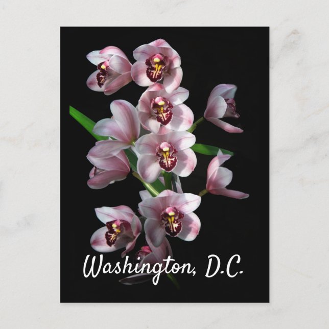 Postal La locura de los orquídeos en negro, Washington, D (Anverso)