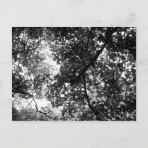 Postal La luz a través de los árboles