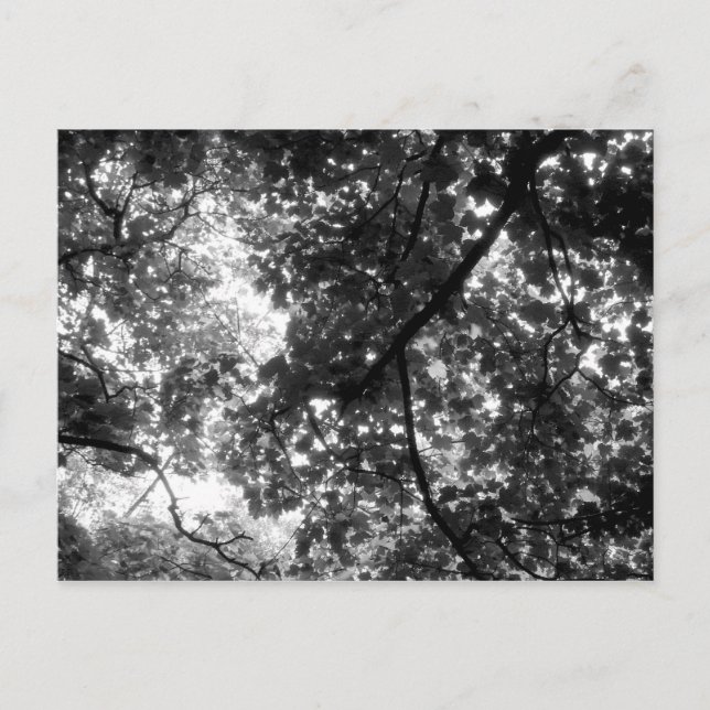 Postal La luz a través de los árboles (Anverso)