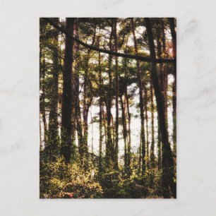 Postal La luz a través de los árboles forestales