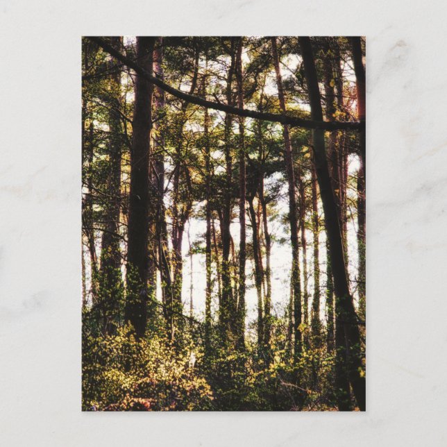 Postal La luz a través de los árboles forestales (Anverso)