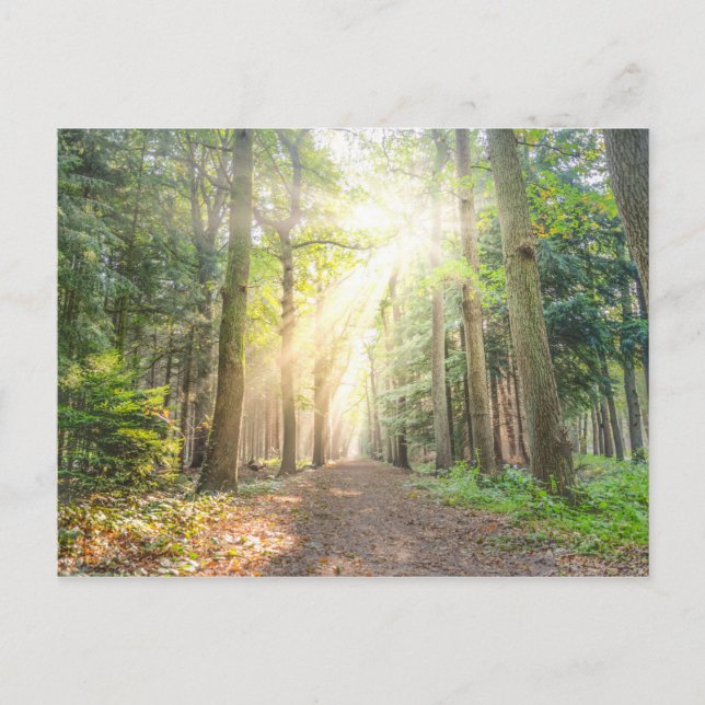 Postal La luz de arriba en el bosque (Anverso)