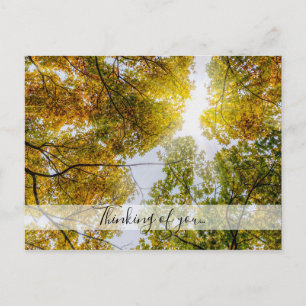 Postal La Luz Del Sol A Través De Las Manzanas De Azúcar 