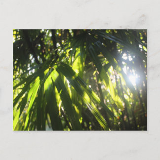 Postal La luz del sol a través de las palmas