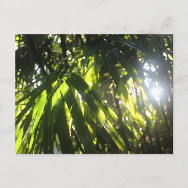 Postal La luz del sol a través de las palmas (Anverso)