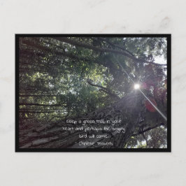 Postal La luz del sol a través de un árbol fotográfico ar