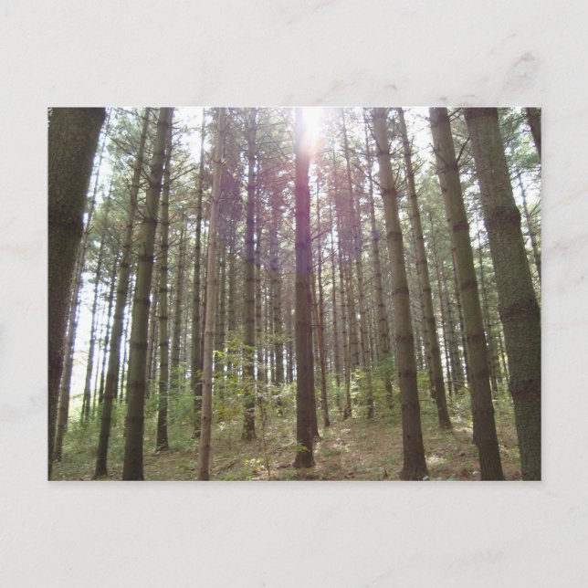 Postal La luz del sol en los pinos (Anverso)