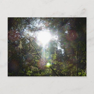 Postal La luz entre los árboles