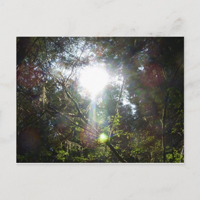 Postal La luz entre los árboles (Anverso)