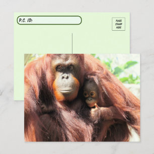Postal La madre y el bebé de Orangután poscruzan