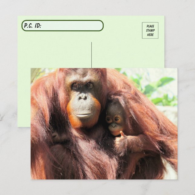 Postal La madre y el bebé de Orangután poscruzan (Anverso / Reverso)