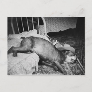 Postal La mañana después de la muerte de un extraño perro