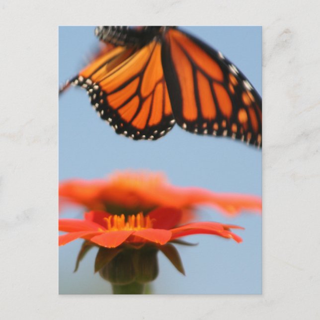 Postal La mariposa monarca toma vuelo (Anverso)
