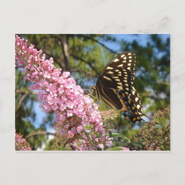 Postal ¡La Mariposa Perfecta! (Anverso)