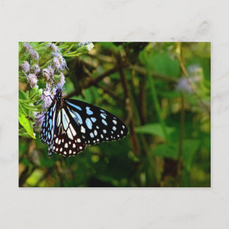 Postal la mariposa punteada en blanco y negro