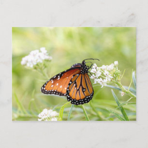 Postal La mariposa reina al sol en Milkweed