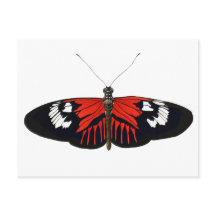 La mariposa roja del Postman