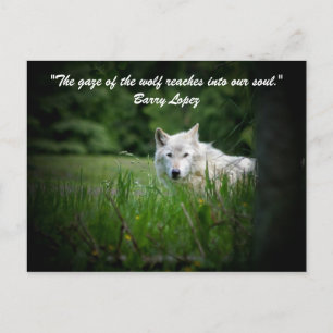 Postal La mirada del lobo llega...