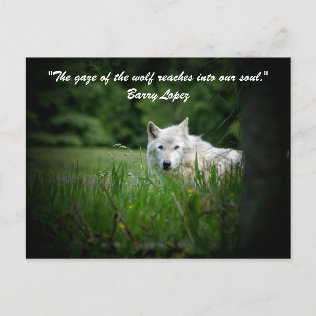 Postal La mirada del lobo llega... (Anverso)