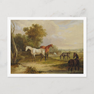 Postal La moda de los caballos: Un Stallion gris pastorea