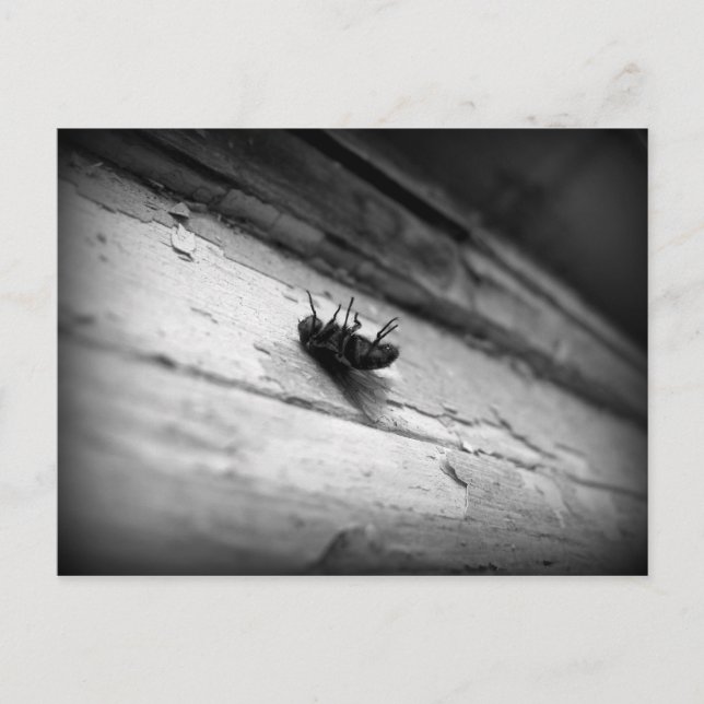 Postal la mosca (Anverso)