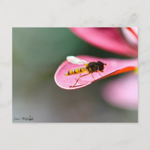 Postal La mouche