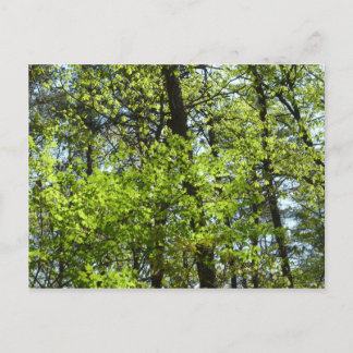 Postal La naturaleza de las hojas de arce de primavera