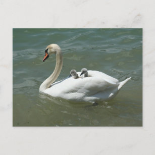 Postal La naturaleza de los cisnes del día de la madre ad