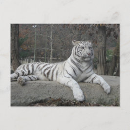 Postal La naturaleza hermosa fotografía de tigre blanco b