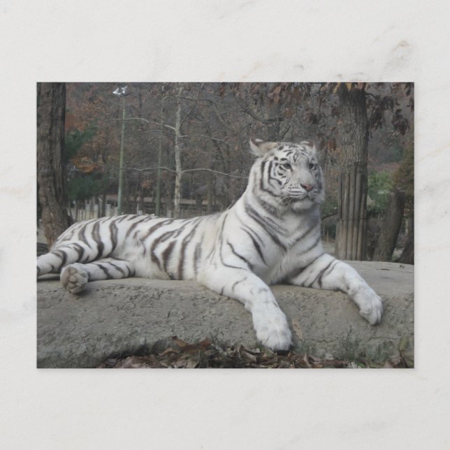 Postal La naturaleza hermosa fotografía de tigre blanco b (Anverso)