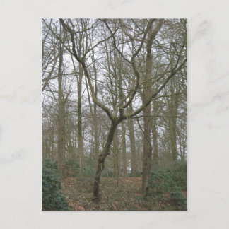 Postal La naturaleza hermosa I, envía la colección fea de