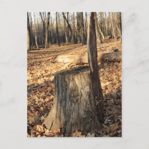 Postal La Naturaleza llama