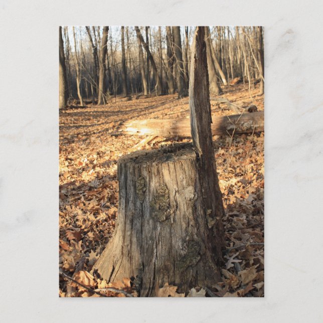 Postal La Naturaleza llama (Anverso)