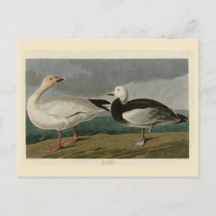 Postal La nieve surge de los pájaros de América de Audubo