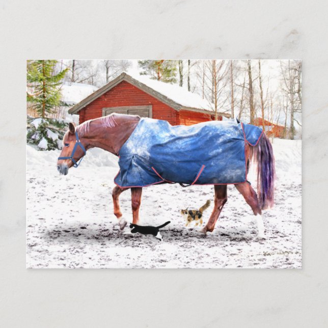 Postal "La nueva manta de Jessie" (Anverso)