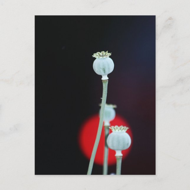 Postal La ondulación Asia Style fotografiada por Tutti (Anverso)