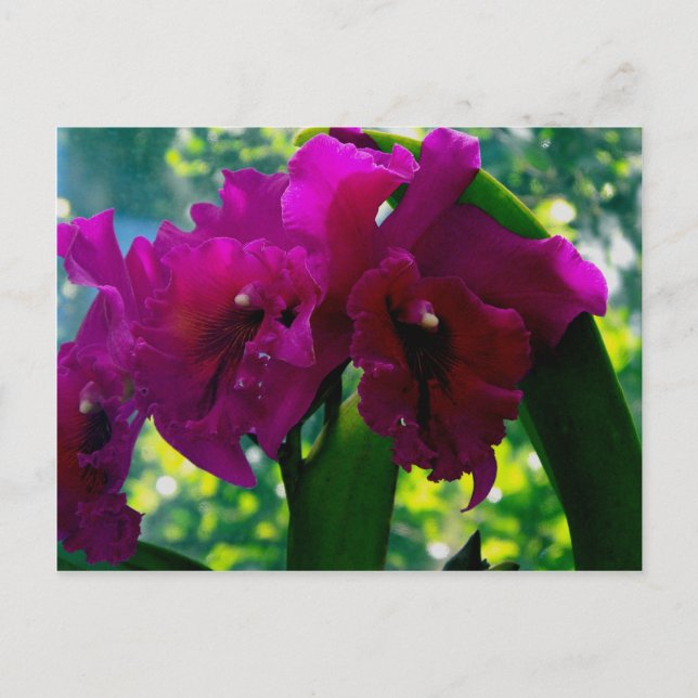 Postal La orquídea (Anverso)