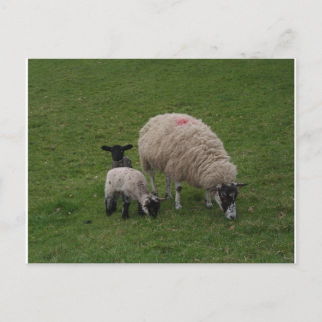 Postal La oveja negra (Anverso)