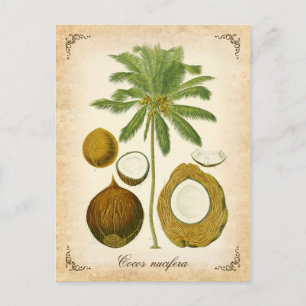 Postal La palmera de coco - ilustracion vintage