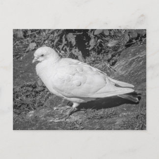 Postal La paloma de rock blanco. Lago Roath Park, Cardiff