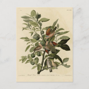 Postal La 'paloma de tierra' común de los pájaros de Amér
