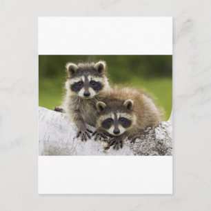 Postal La pareja de Raccoon