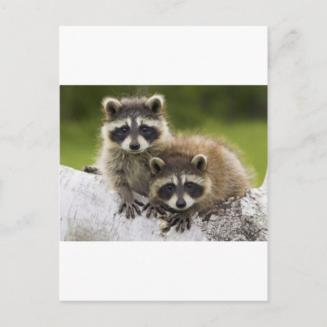 Postal La pareja de Raccoon (Anverso)