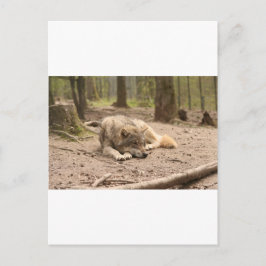 Postal La paz de los lobos animales ama la naturaleza de