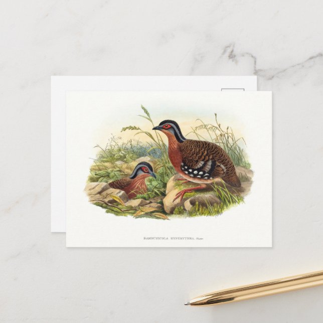 Postal La perdiz de pecho rojo (hiperitra de Bambusicola) (Anverso/Reverso In Situ)