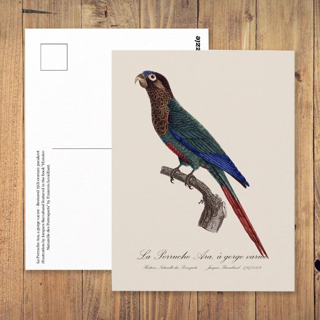 Postal La Perruche Ara, una especie de garganta (The Painted Parakeet, Pyrrhura Picta. Postcard)