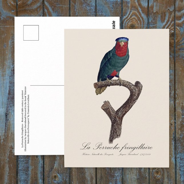 Postal La Perruche fringillaire (Blue-Crowned Lorikeet, Vini Australis. Postcard)
