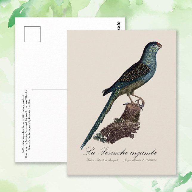 Postal La Perruche ingambe (Ground Parrot or Swamp Parrot, Pezoporus Wallicus. Postcard)