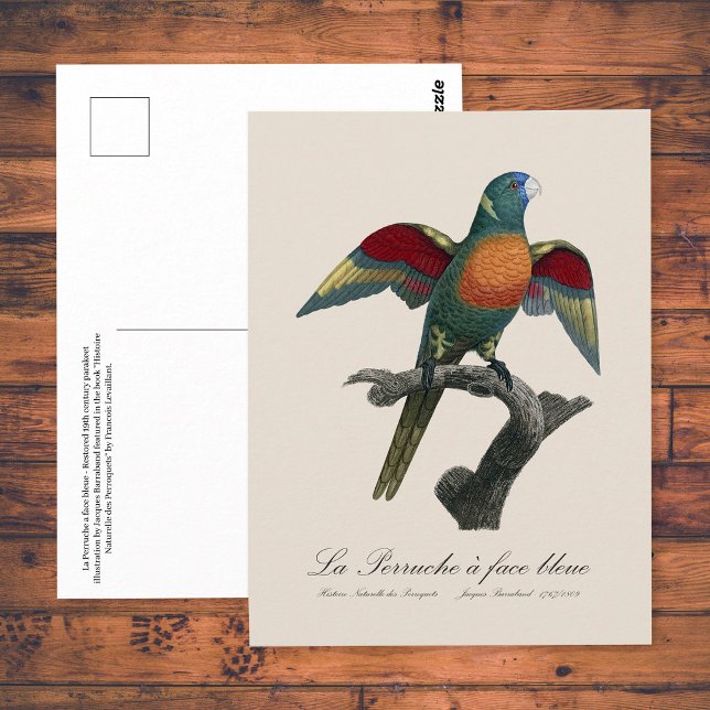 Postal La Perruche un deslumbramiento facial (Coconut Lorikeet, Trichoglossus haematodus. Postcard)
