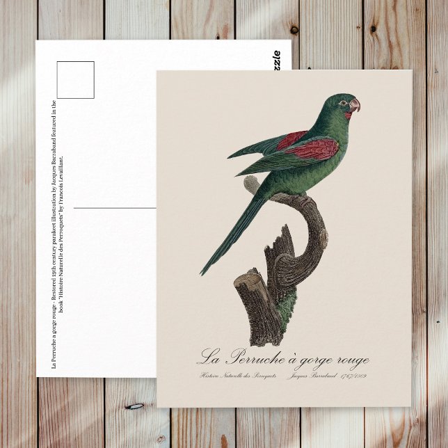 Postal La Perruche un gorge rouge (Orange-Chinned Parakeet, Brotogeris jugularis. Postcard)